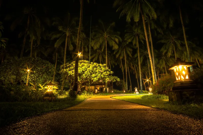 Palm trees uplit against a dark sky
